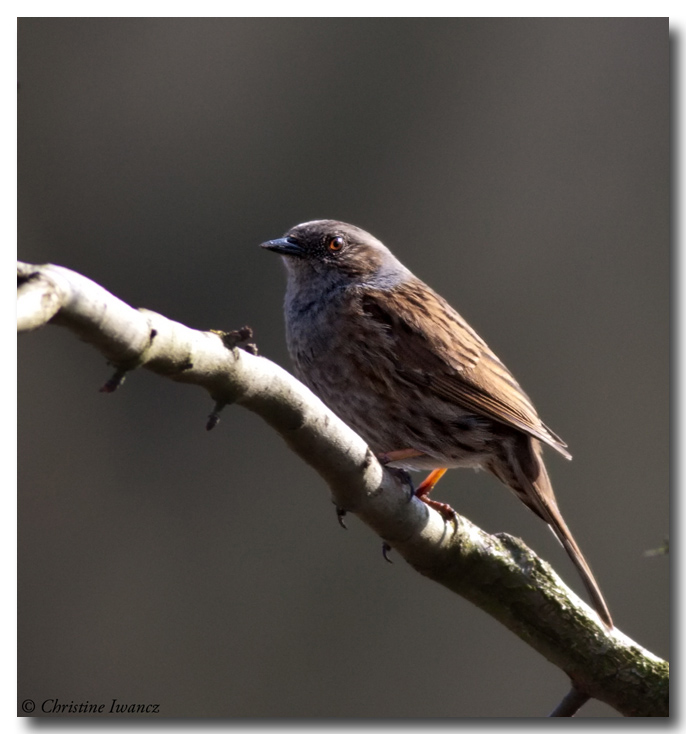 Dunnock
