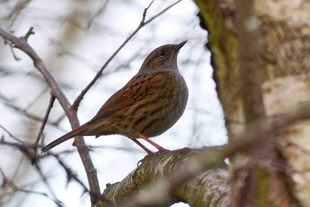 Dunnock