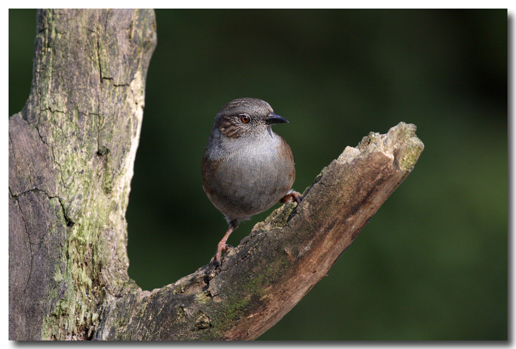 Dunnock