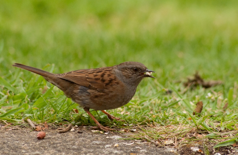 Dunnock