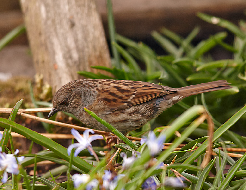 Dunnock