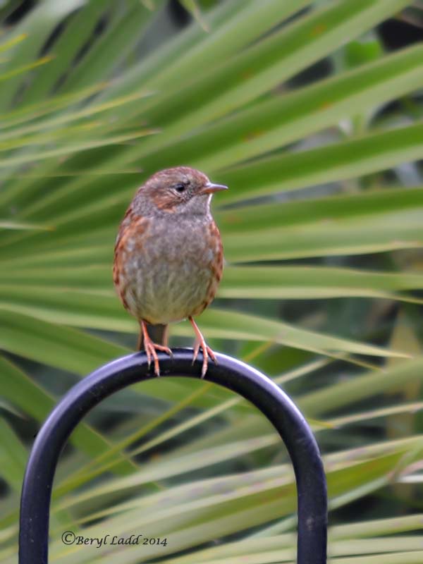 Dunnock