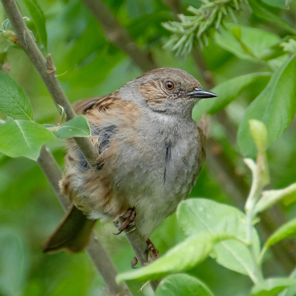 Dunnock