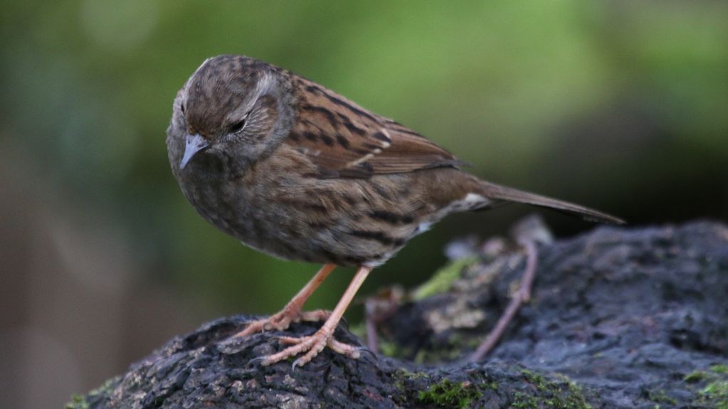 Dunnock