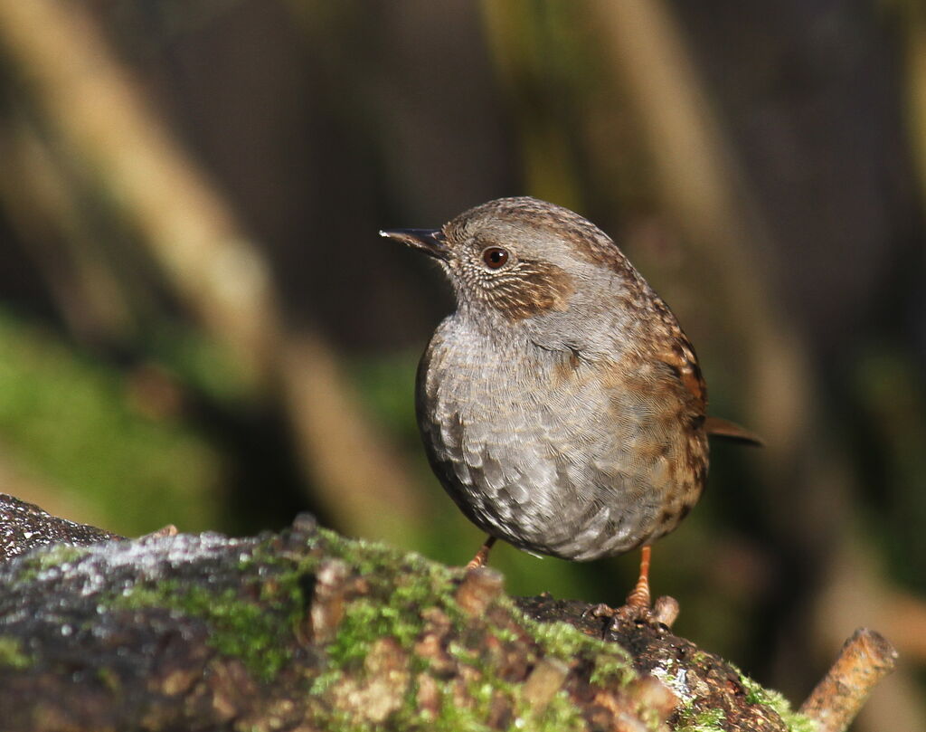 Dunnock