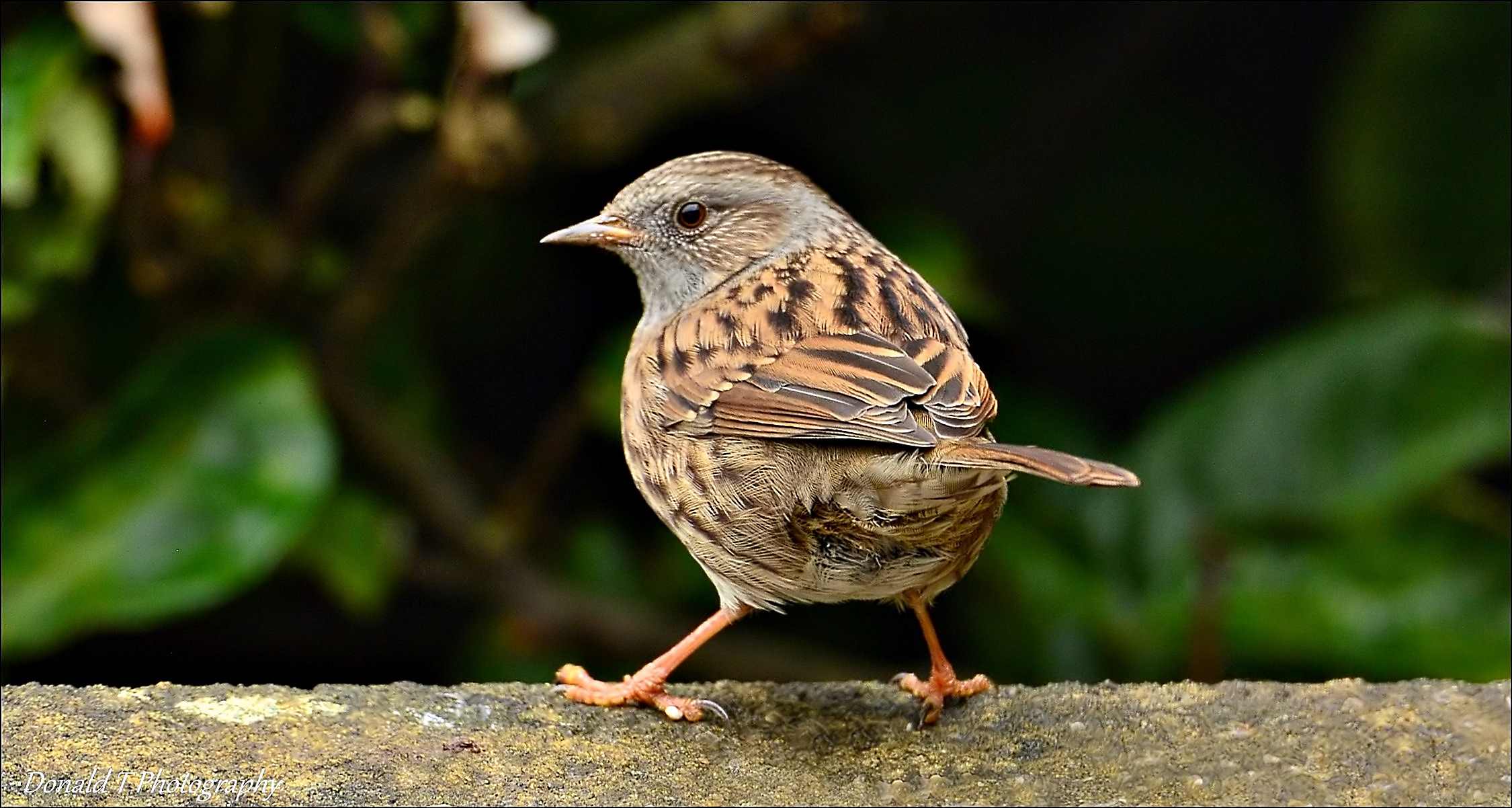 Dunnock