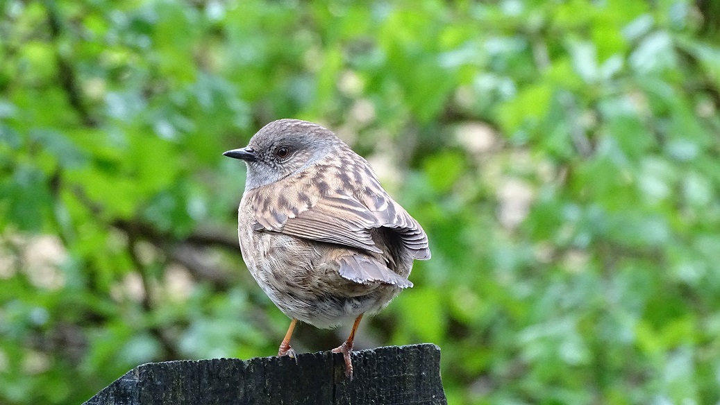 Dunnock