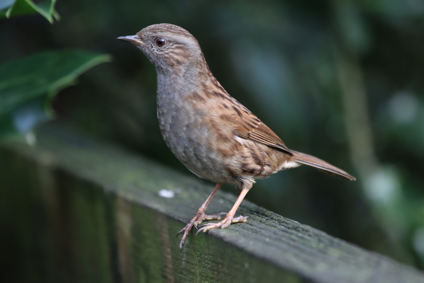 Dunnock