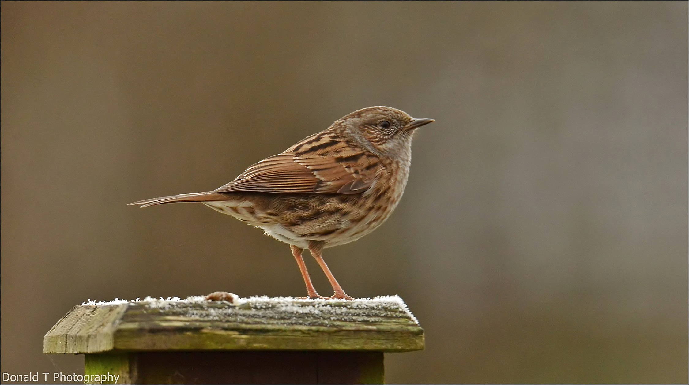 Dunnock