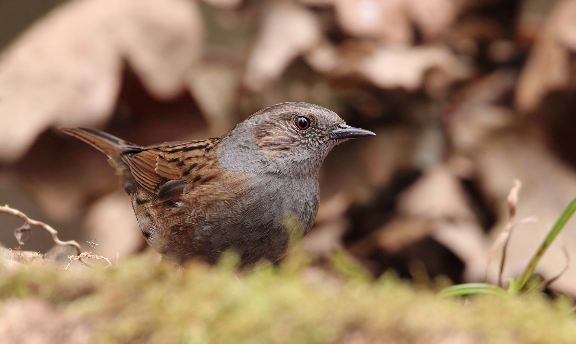 Dunnock