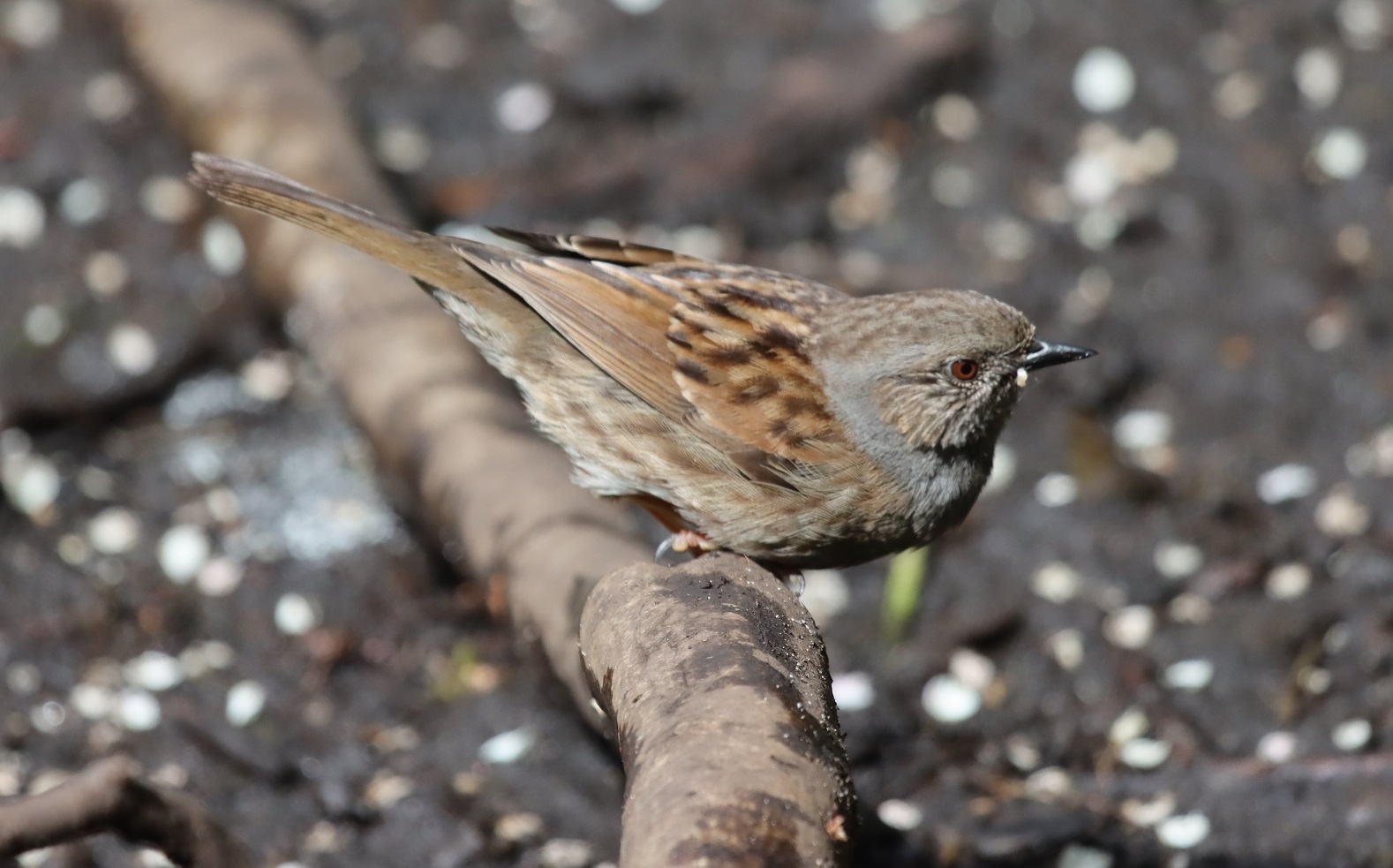 Dunnock