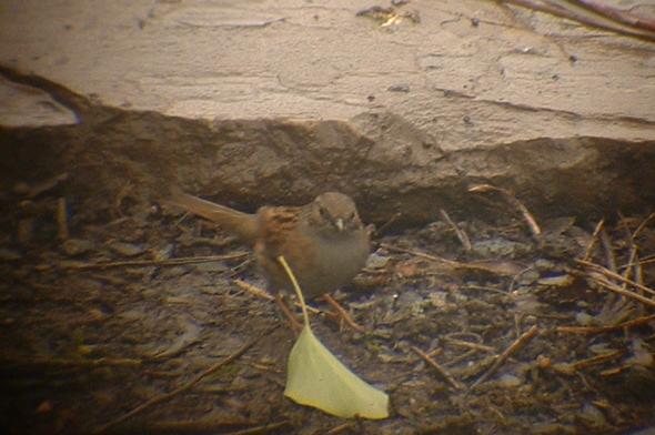 Dunnock