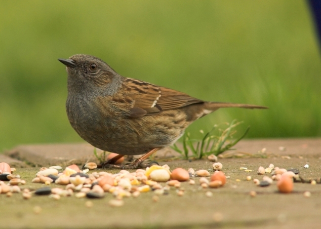 Dunnock