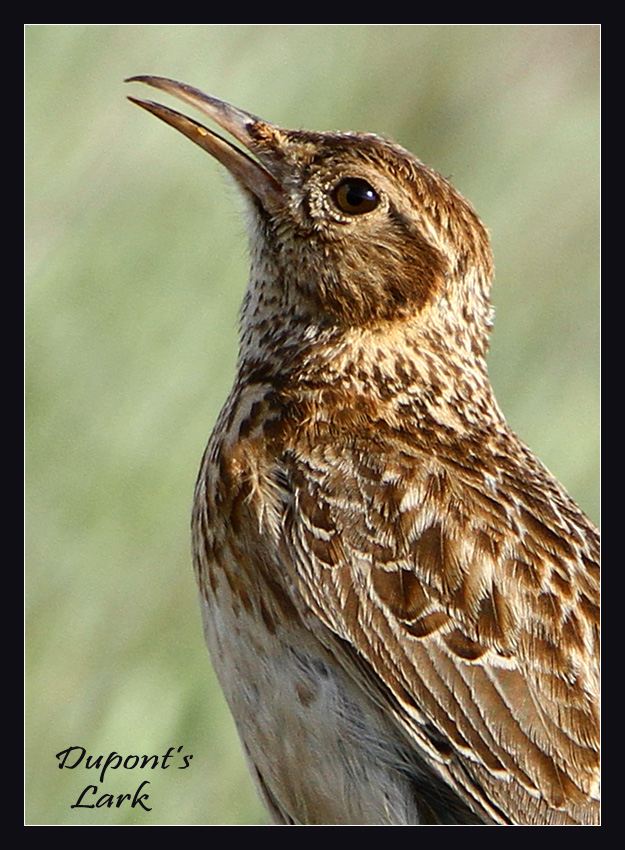 Dupont's Lark