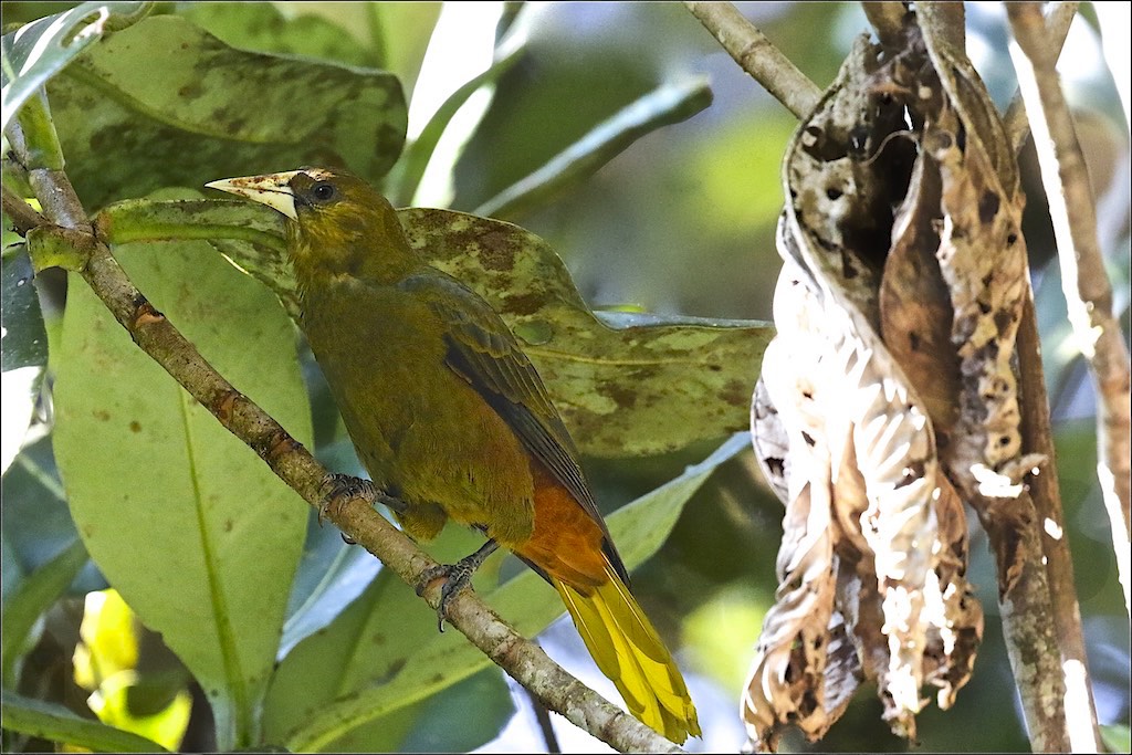 Dusky-green Oropendola