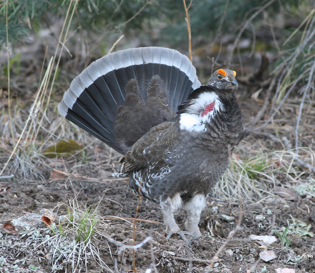 Dusky Grouse Male display