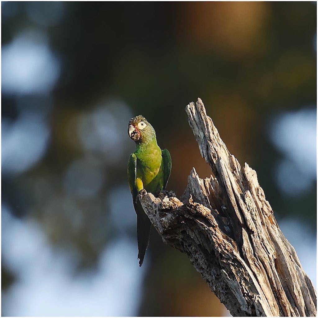 Dusky-headed Parakeet