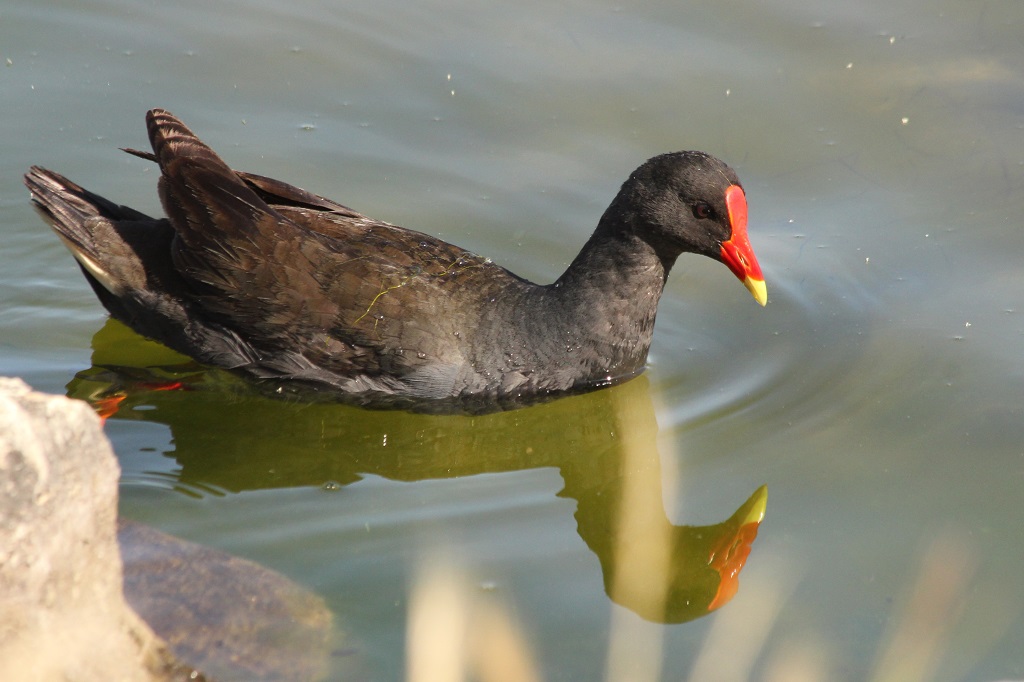 dusky moorhen