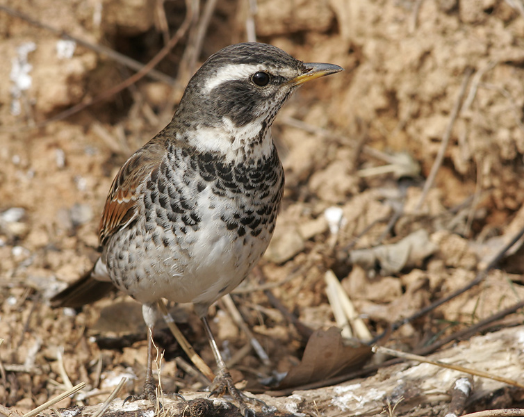 Dusky thrush