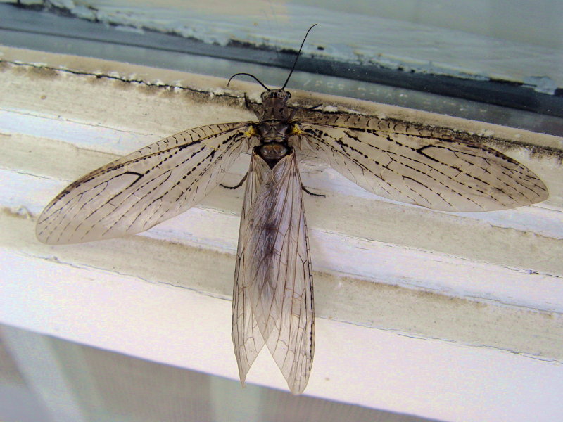 Dying Dobsonfly