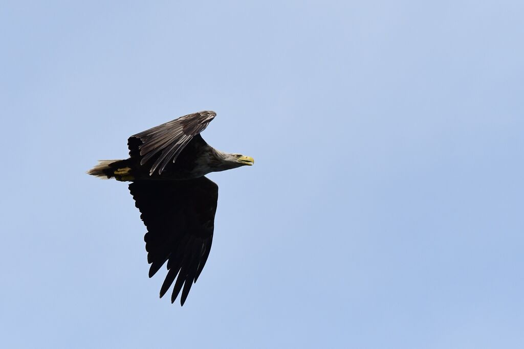 Eagle 2 flies by the fish