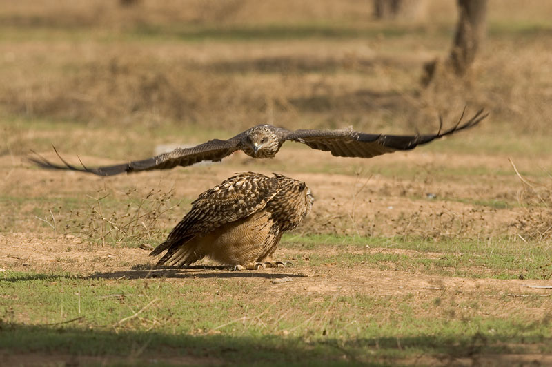 Eagle owl mobed by Black kite