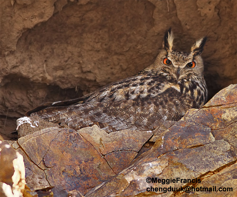 Eagle Owl