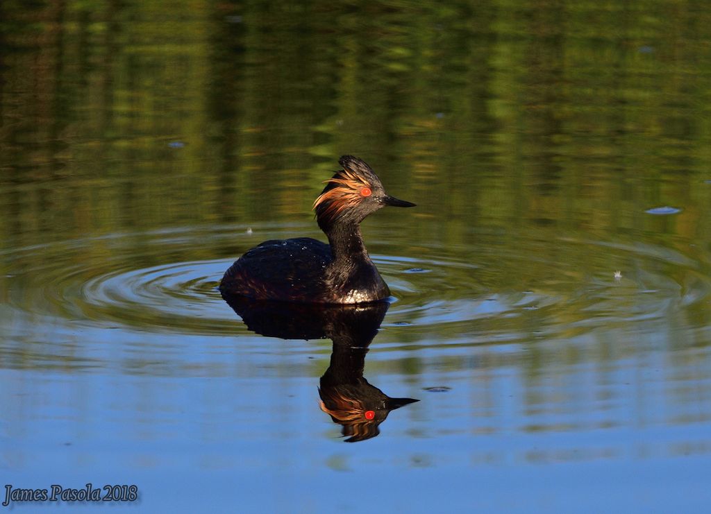 Eared Grebe