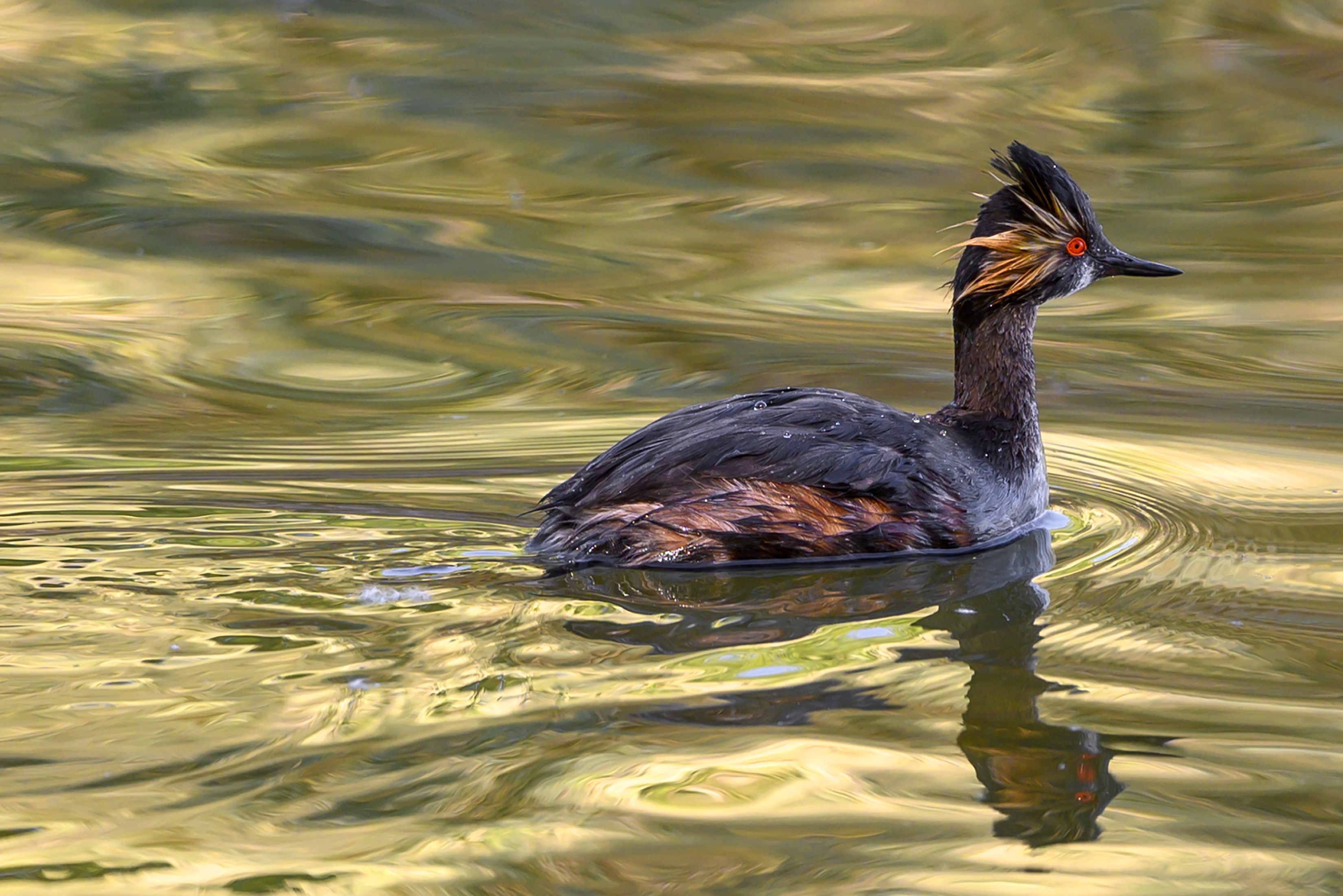 Eared Grebe