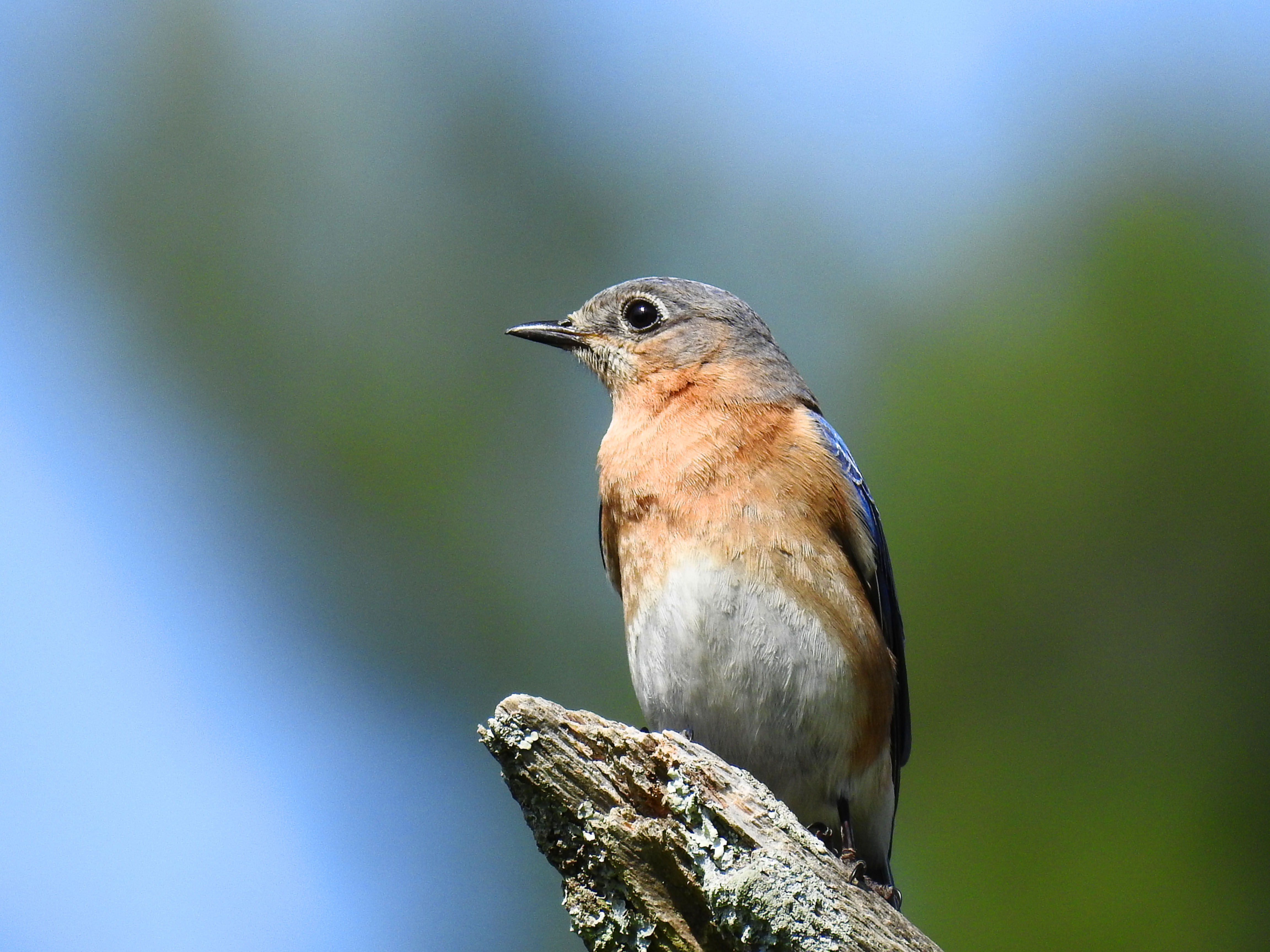 Easterm Bluebird