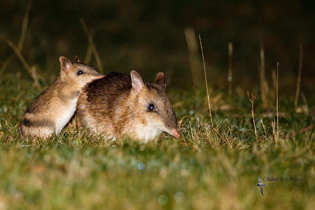 Eastern Barred Bandicoot