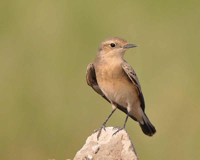 Eastern Black-eared Wheatear