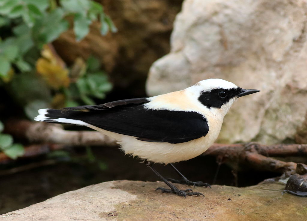 Eastern Black-eared Wheatear