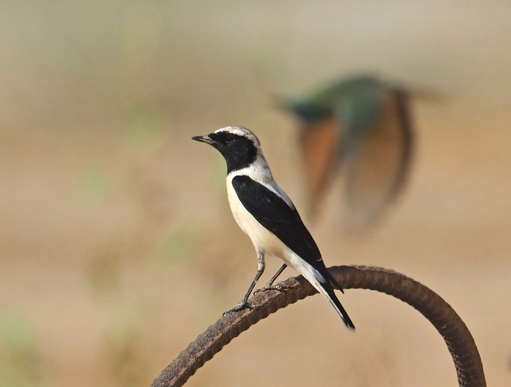 Eastern black eared wheatear