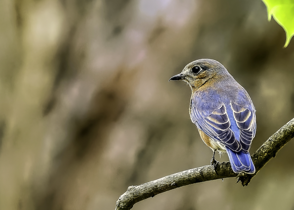 Eastern Bluebird (female).jpg