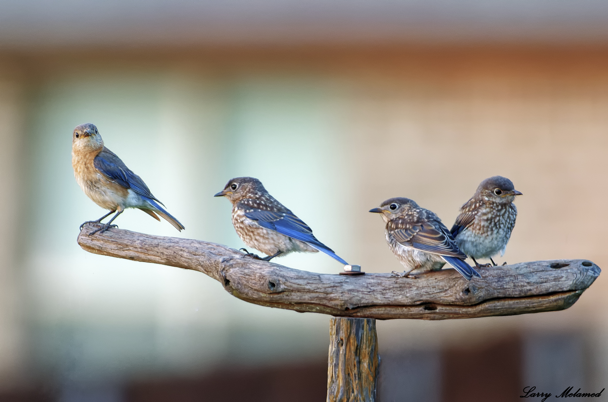 Eastern Bluebird Mama with 3 of her Babies