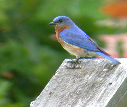 Eastern Bluebird