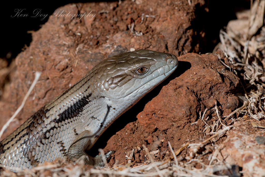 Eastern Bluetongue Lizard