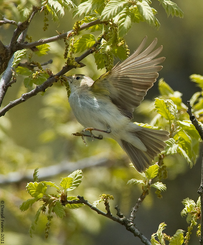 Eastern Bonelli's Warbler