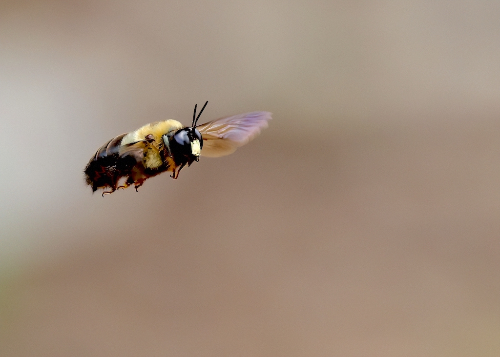 Eastern Carpenter Bee (male).jpg