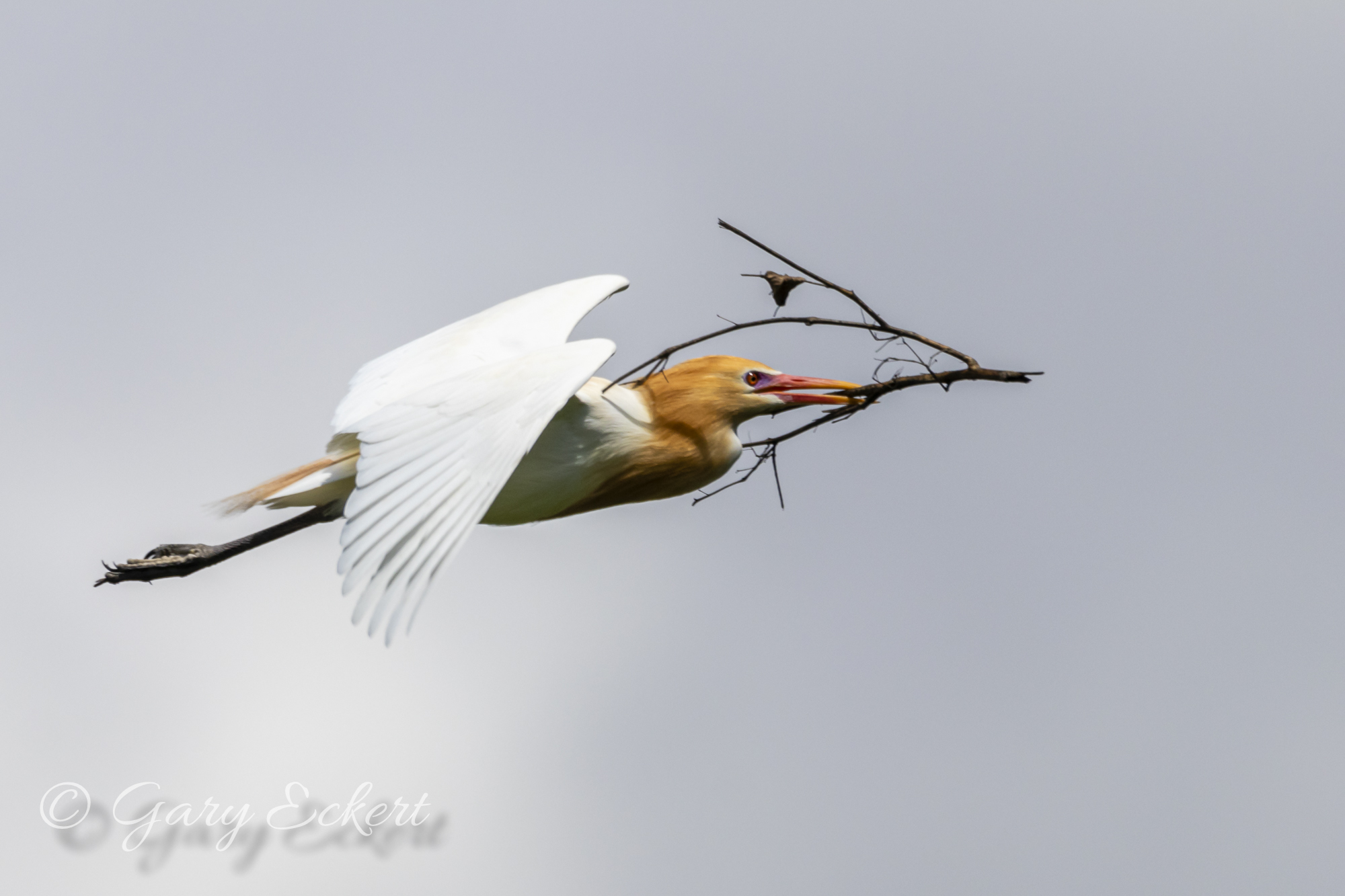 Eastern Cattle Egret