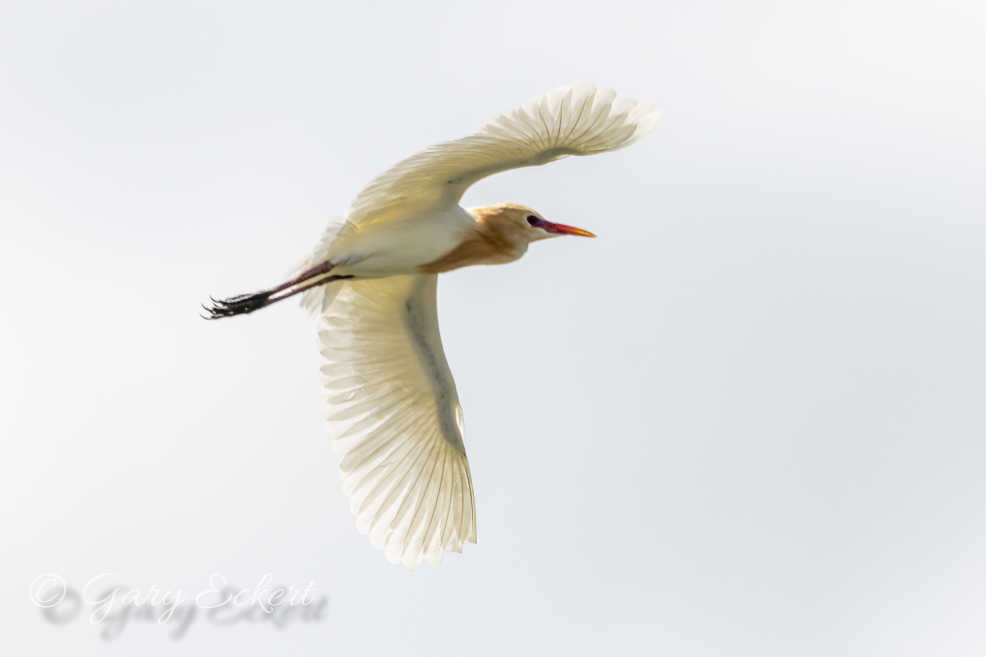 Eastern Cattle Egret