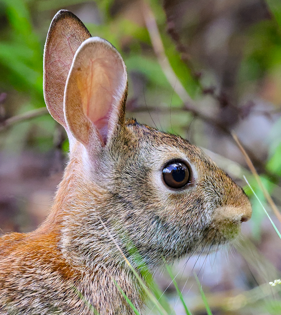 Eastern Cottontail.jpg