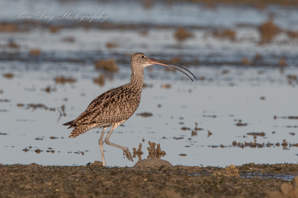 Eastern Curlew