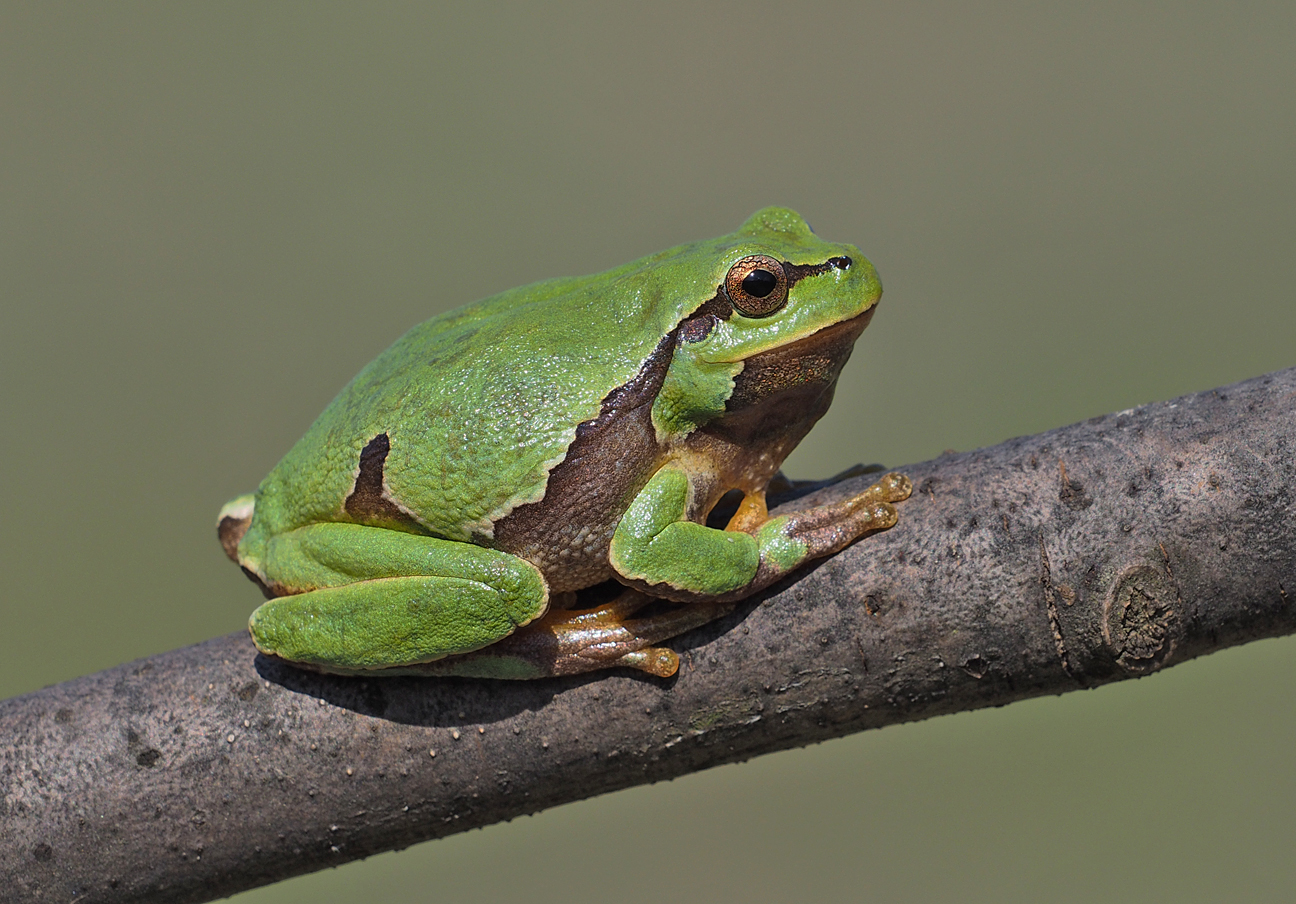 Eastern European Tree Frog