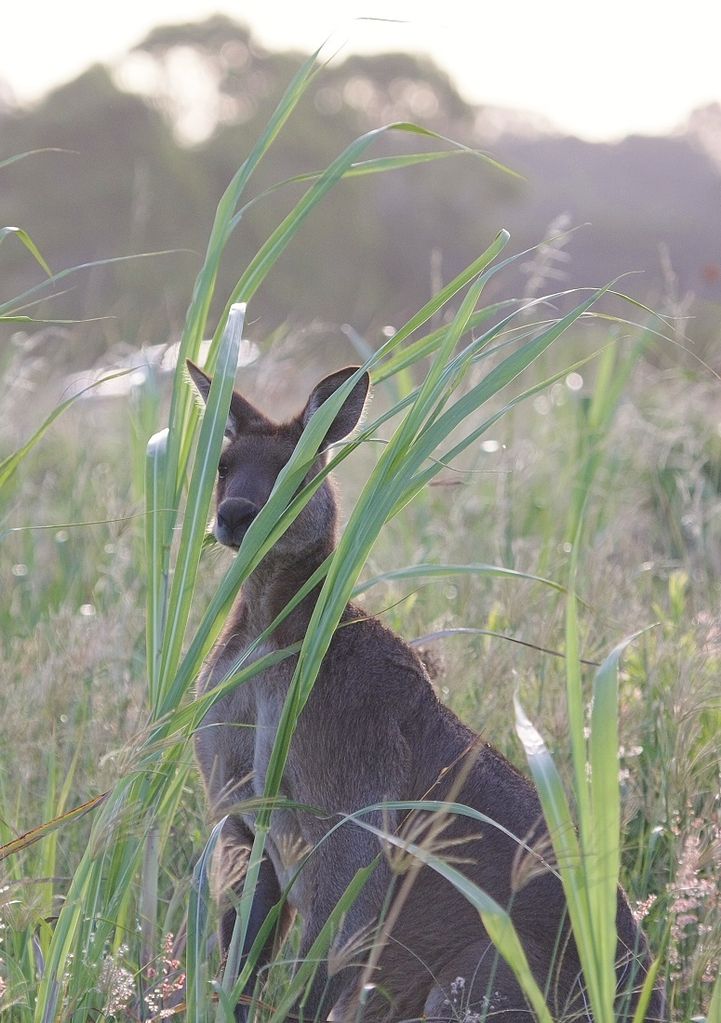 Eastern Grey Kangaroo