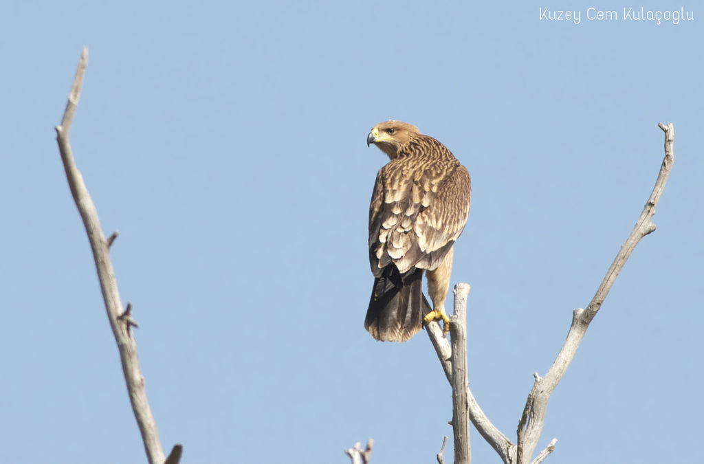 Eastern Imperial Eagle