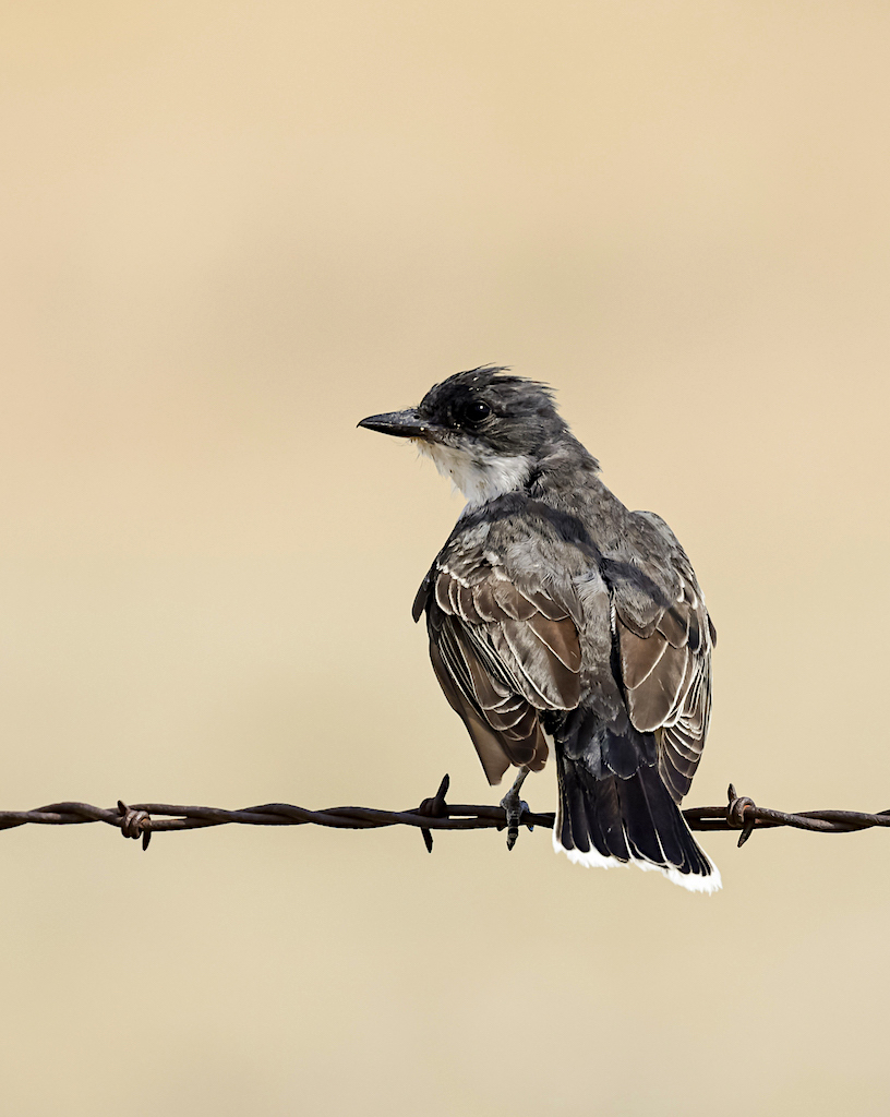 Eastern Kingbird