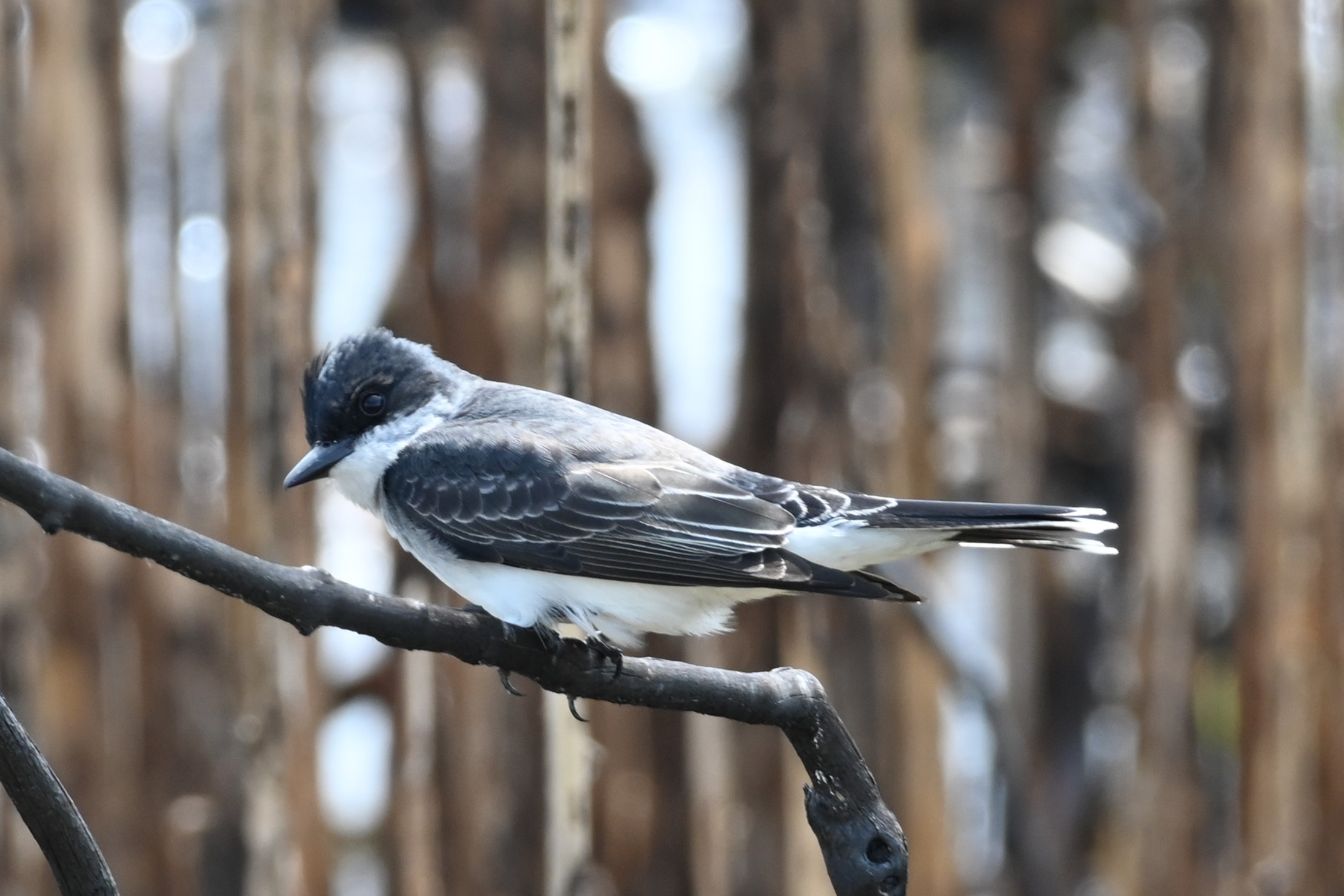 Eastern Kingbird