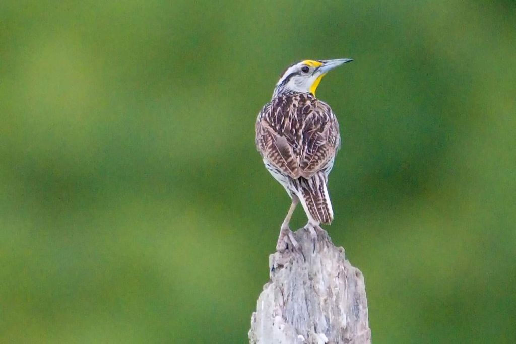 Eastern meadowlark